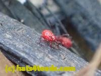 /home//u458753944/public_html/sourcegallery////////////Insects and small critters/aphids cicadas lanternflies and true bugs (Hemiptera)/P5280383.JPG